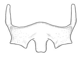   Anthidium banningense  male, diagram showing ventral view of sixth sternum (S6), diagram from Gonzalez and Griswold 2013 
